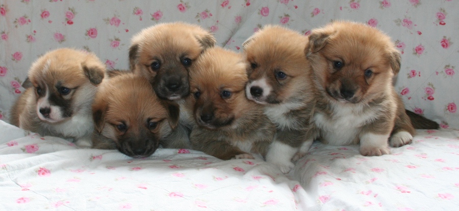 Puppies